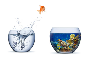 goldfish jump out of bowl into coral reef paradise fish change chance freedom concept isolated backg