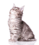 Fototapeta Koty - Maine Coon kitten 2 months old. Cat isolated on white background. Portrait of beautiful domestic kitty.