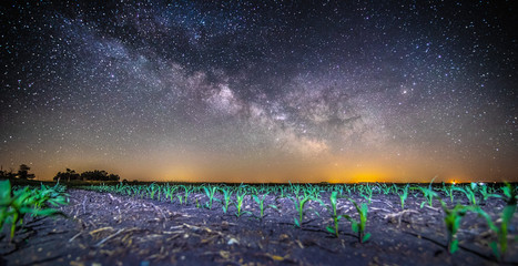 Milky way over field of corn
