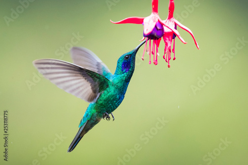 Hummingbirds - flying diamonds Poster Mural XXL