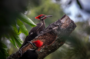 pileated woodpecker pair