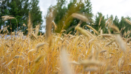 Rye field under the summer hot sun, ripe ears of rye