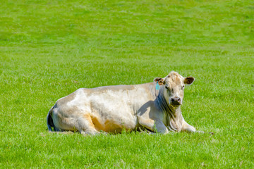 Resting Cow Looking at Camera