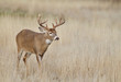 Trophy class Whitetail Deer buck walks across a grassy meadow during the autumn breeding season - a.k.a. 