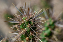 Detailaufnahme Stacheln An Einem Kaktus 