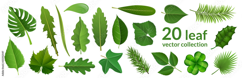 Green leaf collection including 20 type of different leaf design, tropical, flower and fruit leaves. Vector illustration, isolated on white, for nature, eco and summer design - obrazy, fototapety, plakaty 