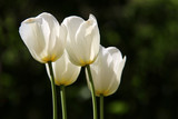 Fototapeta Tulipany - Group of white tulips in the park on green spring background.