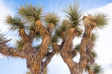 Joshua tree treetop in Joshua Tree National Park, California, USA.