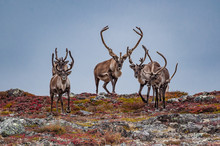 Caribou Herd Crosses Ridgeline