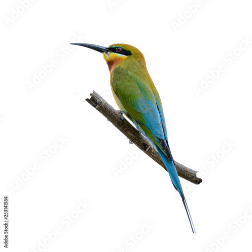 Blue-tailed bee-eater or Merops philippinus, beautiful bird perching on branc...