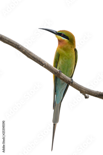 Blue-tailed bee-eater or Merops philippinus, beautiful bird perching on branc...
