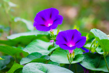 Purple Flowers Morning Glory On A Bright Green Background_