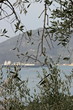Olive leaves with background the sea and a ship