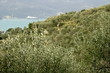 Olive plantation in the hills with the sea in the background