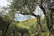 Olive grove on the sea of Liguria