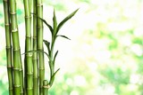 Fototapeta Dziecięca - Many bamboo stalks on natural background, decoration plant.