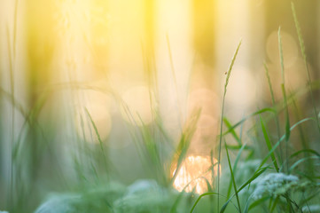 Grasses in the meadow against blurred background.