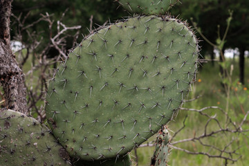 Wall Mural - Cactus close up