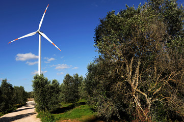 Wind turbines in an eolic park