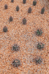 Wall Mural - Tiny greenhouse cactus