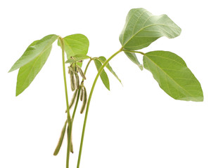 Wall Mural - Green soybean pods.