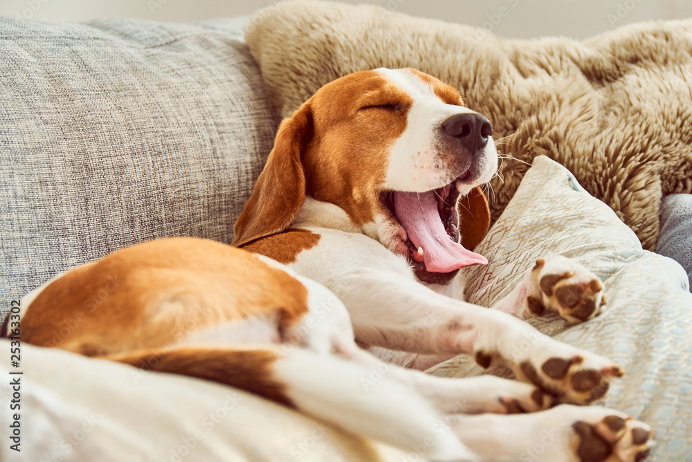 Beagle tired sleeping on couch yawning - obrazy, fototapety, plakaty 