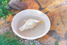 Small And Cute Duck Playing In Water In Bucket
