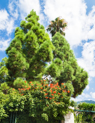 two bright green firs with very fluffy twigs and long needles on a blue sky with white clouds in the background; red flowers in the foreground