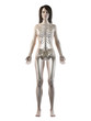 © Sebastian Kaulitzki - 3d rendered medically accurate illustration of a females skeletal system