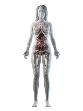 3d rendered medically accurate illustration of a females full body anatomy