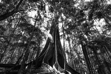 Wall Mural - Giant fig tree roots in a rainforest - black and white image