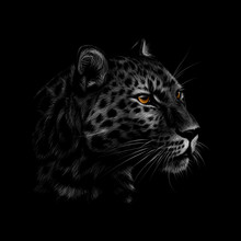 Portrait Of A Leopard Head On A Black Background.