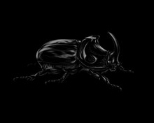 Portrait Of A Rhinoceros Beetle On A Black Background