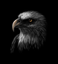 Portrait Of A Head Of A Bald Eagle On A Black Background