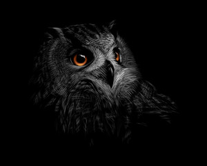 Fototapete - Portrait of a long-eared owl on a black background