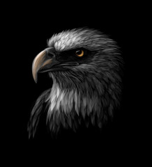 Fototapete - Portrait of a head of a bald eagle on a black background