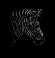 Portrait Of A Zebra Head On A Black Background