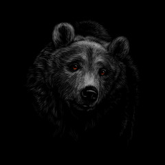 Wall Mural - portrait of a brown bear head on a black background.
