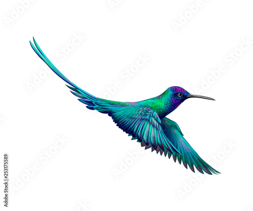 Photographie Hummingbird from a splash of watercolor, hand drawn sketch