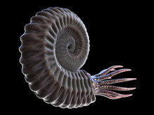 3d Rendered Illustration Of A Pre-historic Marine Creature - Ammonite