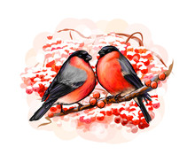 A Pair Of Beautiful Winter Birds Bullfinches On White Background, Hand Drawn Sketch