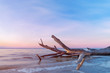 © ml1413 - log lying on the shore / dawn on the shore early spring blue shades