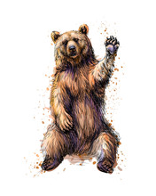 Friendly Brown Bear Sitting And Waving A Paw From A Splash Of Watercolor