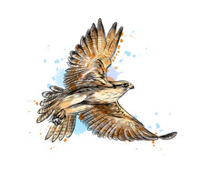Falcon In Flight From A Splash Of Watercolor, Hand Drawn Sketch