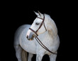 grey hunter horse on black background with reins