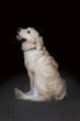 side profile of a golden retriever dog