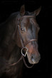 close up of dark bay horse with bridle on a black background