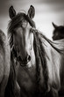 black and white portrait of wild mustang with dreadlocks