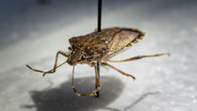 Stinkbug Found In Sacramento Area - Pinned