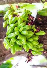 Wall Mural - Closeup fresh green raw fruits of Bilimbi, Bilimbing, Cucumber tree, Tree sorrel (Averrhoa Bilimbi L.) hanging on trunk of tree in the fruits garden 